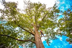 Best Tree Trimming and Pruning  in Jim Thorpe, PA