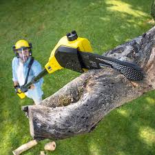 Best Commercial Tree Services  in Jim Thorpe, PA