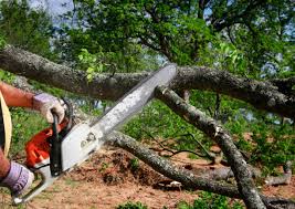 Best Tree Removal Service  in Jim Thorpe, PA