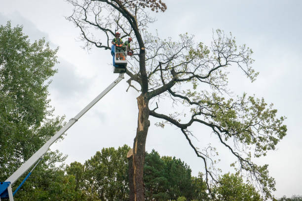 Best Tree Trimming and Pruning  in Jim Thorpe, PA