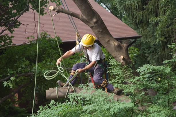 Best Stump Grinding and Removal  in Jim Thorpe, PA