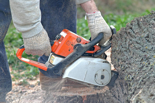 Best Tree Maintenance Programs  in Jim Thorpe, PA