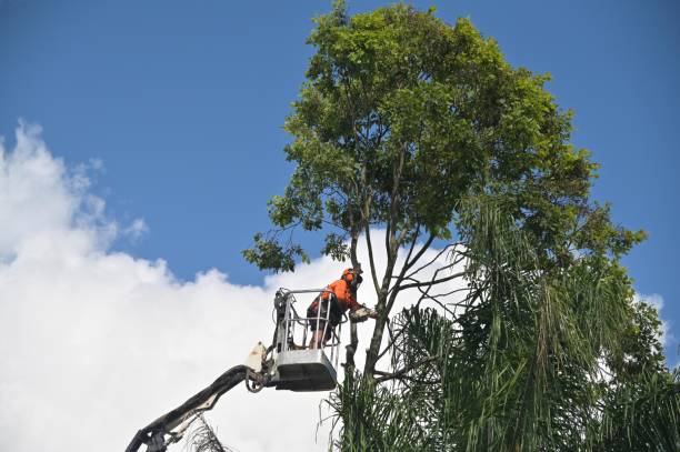 How Our Tree Care Process Works  in  Jim Thorpe, PA