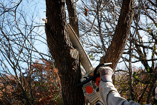 Best Tree Maintenance Programs  in Jim Thorpe, PA