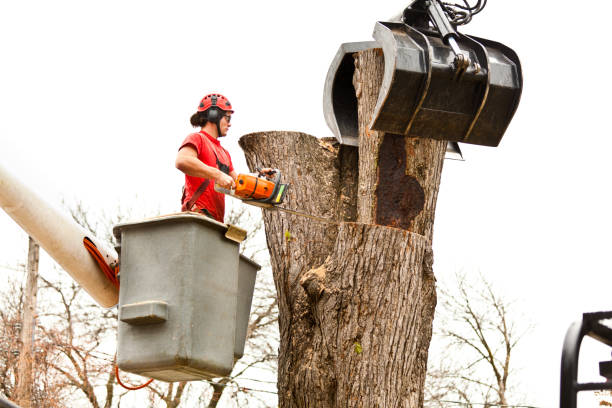 Best Hazardous Tree Removal  in Jim Thorpe, PA